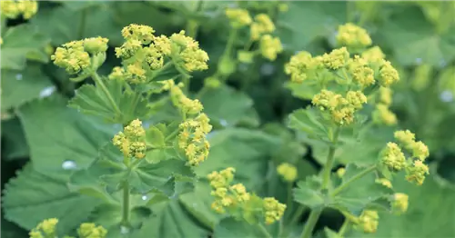 Размножение манжетки делением