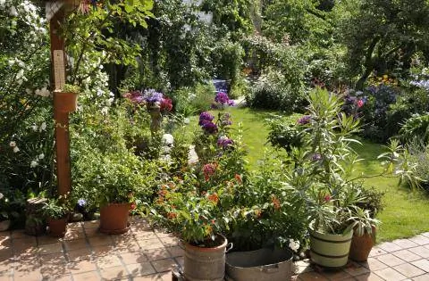 Терраса с растениями в горшках