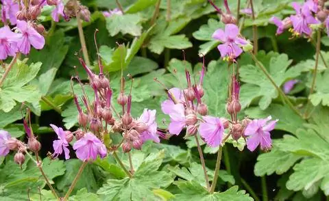 Балканская / скальная герань (Geranium macrorrhizum)