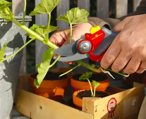 удалить нижние листья