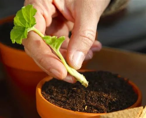 Используйте боковые побеги в качестве черенков
