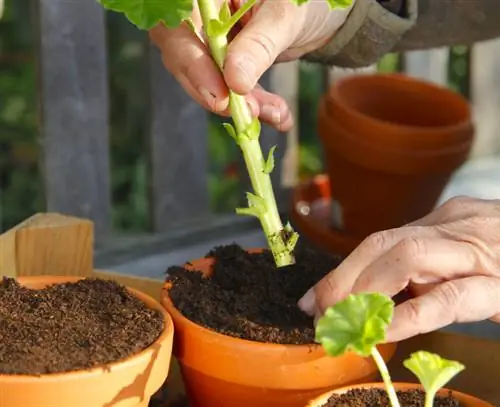 Посадите черенки герани в горшок