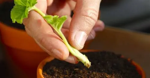 Размножение герани черенками: Вот как