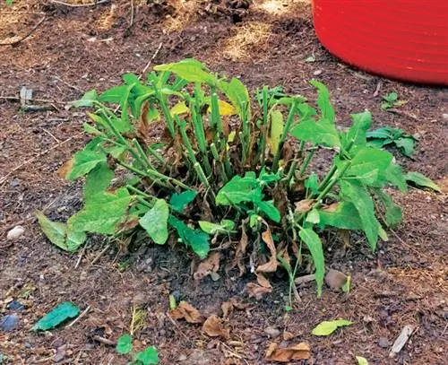 Шалфей степной в обрезке