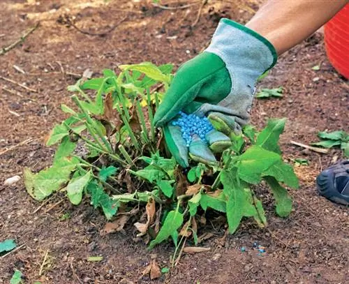 Удобрение подрезанного шалфея степного