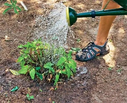 Полейте обрезанный шалфей степной