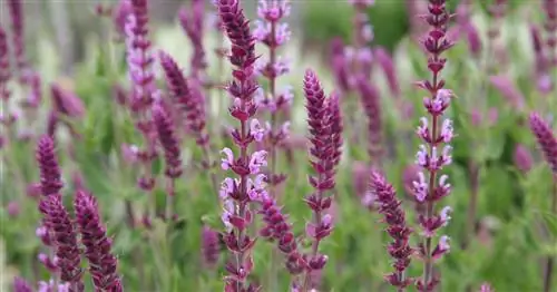 Советы по обрезке шалфея