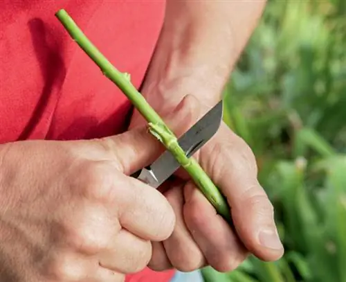 распускающиеся розы