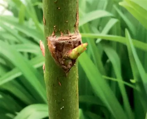 распускающиеся розы