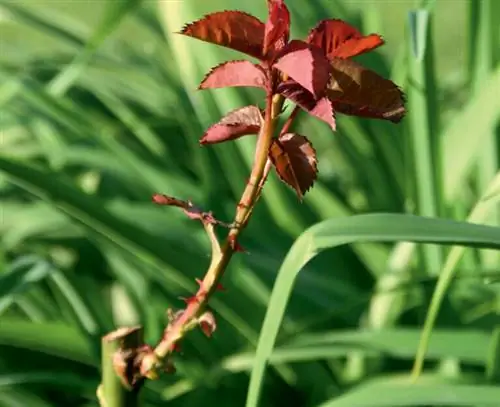Роза с молодыми побегами