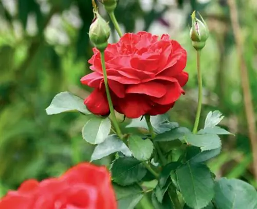 Роза через год после бутонизации