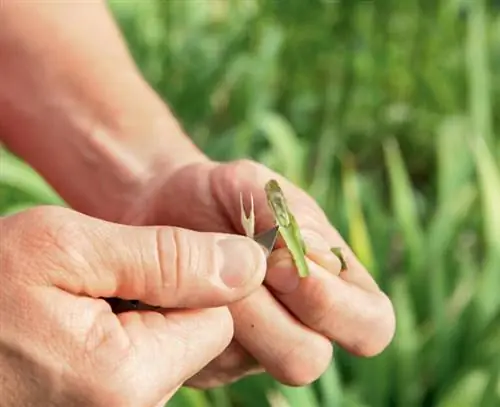 распускающиеся розы