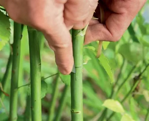 распускающиеся розы