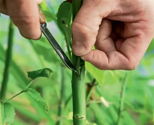 распускающиеся розы