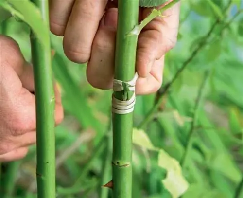 распускающиеся розы