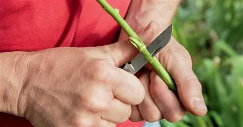 Окулирующие розы: как работает прививка