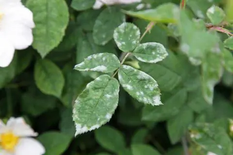 Мучнистая роса на розе