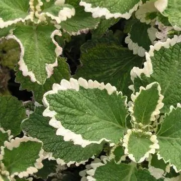 благовония