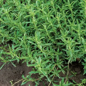 Чабер снимает зуд