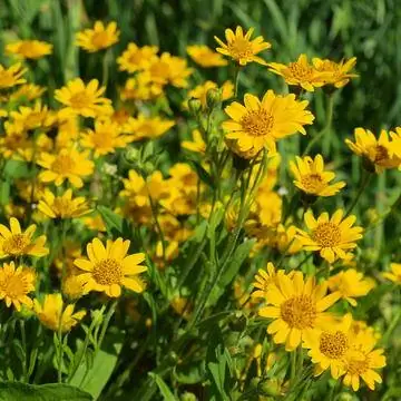 цветы арники