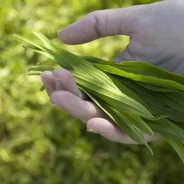 листья подорожника