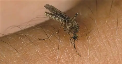 Лекарственные растения от укусов насекомых