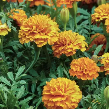 Бархатцы отпугивают мух