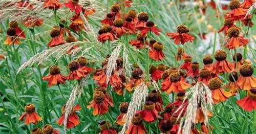 Долгоживущие многолетники для солнечных мест