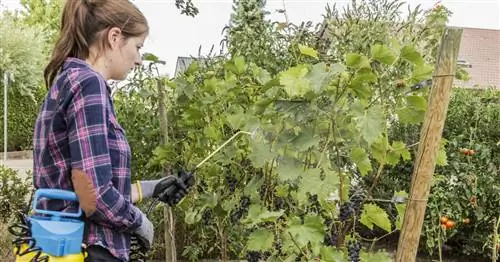 Биологическая борьба с грибковыми заболеваниями