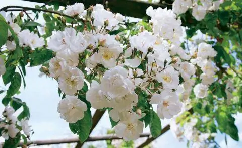 Рамблероза 'Бобби Джеймс'