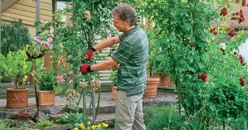 Летняя обрезка плетистых роз