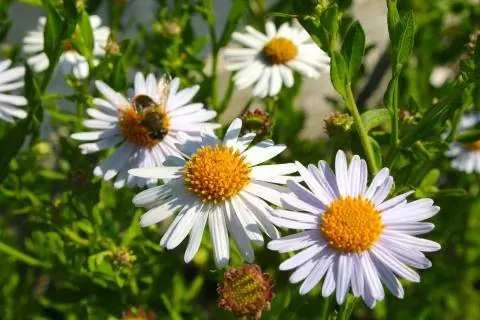 Астра 'Мадива'