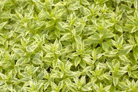 Шёнастер 'Сёгун'