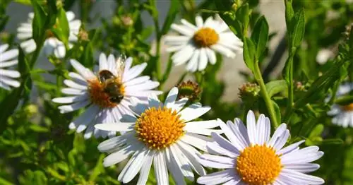 The Schönaster – секретный совет для знатоков