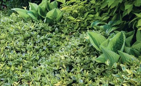 Барвинок (Vinca 'Variegata')