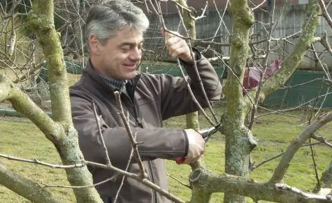 Зимняя обрезка яблони