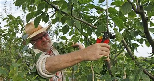 Летняя или зимняя стрижка: преимущества и недостатки с первого взгляда