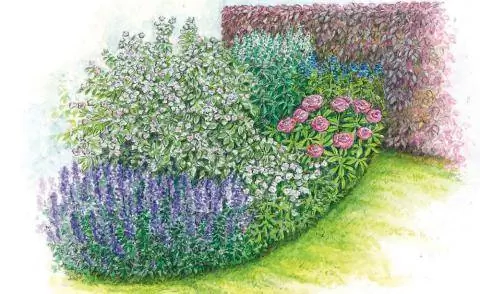 Вейгела белая и пестрая