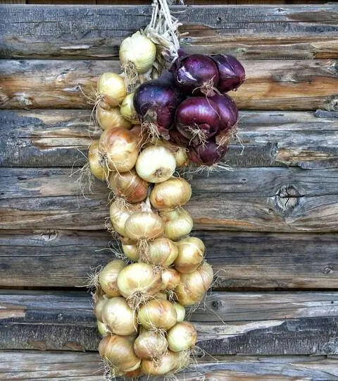 Лук развесили для хранения