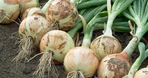 Уборка лука: Как правильно подобрать время