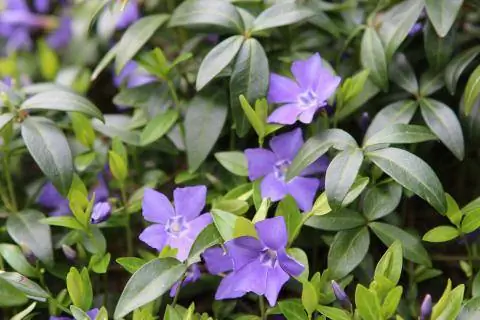 Барвинок минор барвинка