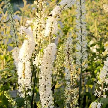 Серебряная свеча Чимицифуга