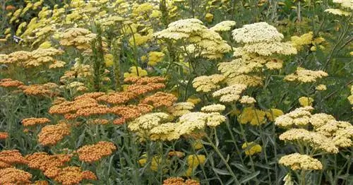 Дикие многолетники для большего разнообразия в саду