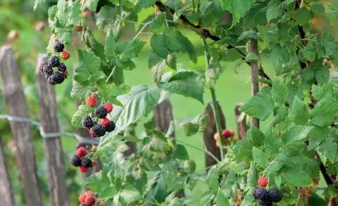 Черная и красная малина