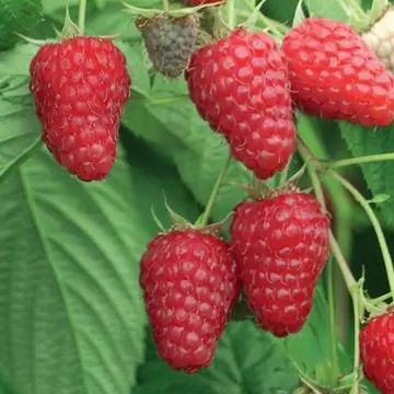 крупная твердая малина