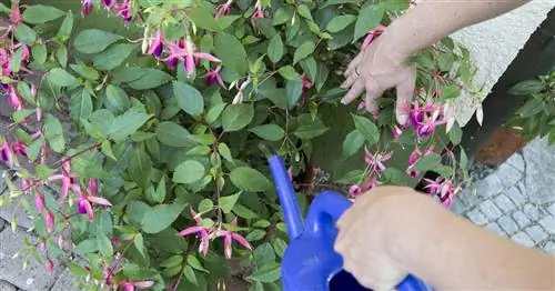 Удобрение фуксии