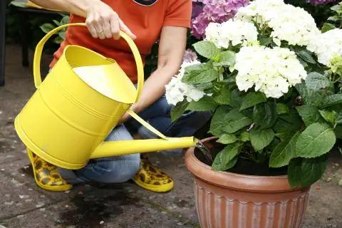 полив гортензии