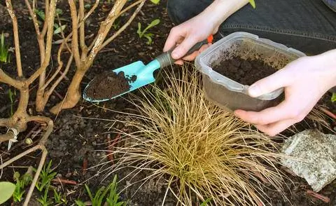 Удобрение рододендронов кофейной гущей