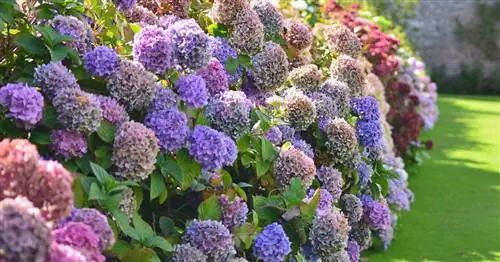 Прекрасные гортензии: лучшие советы по уходу от нашего сообщества