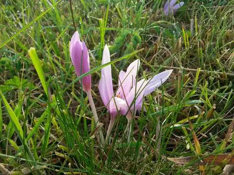 осенние крокусы